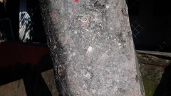 Neolamarckia cadamba