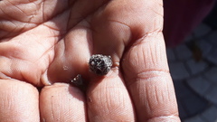 Neolamarckia cadamba