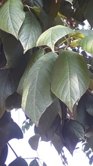 Neolamarckia cadamba