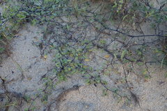 Euphorbia leucophylla