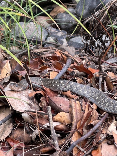 Common keelback sighting