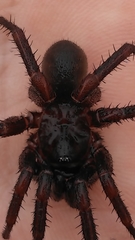 Myrmekiaphila