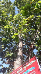 Neolamarckia cadamba