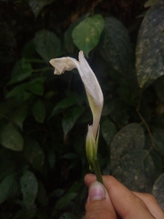 Ruellia cuatrecasasii