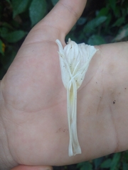 Ruellia cuatrecasasii