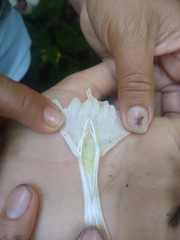 Ruellia cuatrecasasii