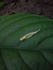 Ruellia cuatrecasasii