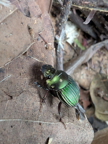 Chalcocopris hesperus