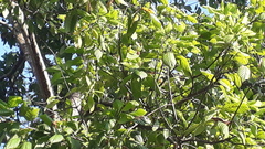 Neolamarckia cadamba