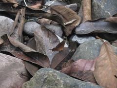 Marpesia furcula