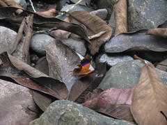 Marpesia furcula