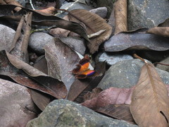 Marpesia furcula
