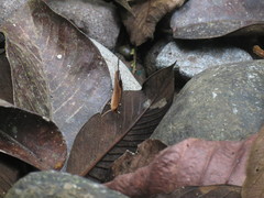 Marpesia furcula