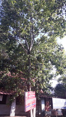 Neolamarckia cadamba