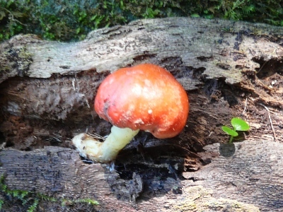 Leratiomyces erythrocephalus image