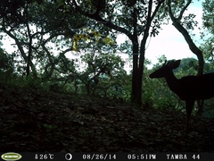 Odocoileus virginianus sinaloae