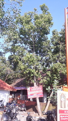 Neolamarckia cadamba