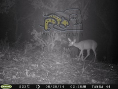 Odocoileus virginianus sinaloae