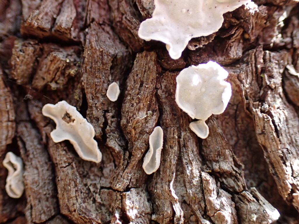 Aleurocystidiellaceae