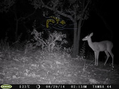 Odocoileus virginianus sinaloae