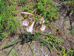 Crinum lineare