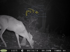 Odocoileus virginianus sinaloae