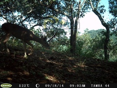Odocoileus virginianus sinaloae