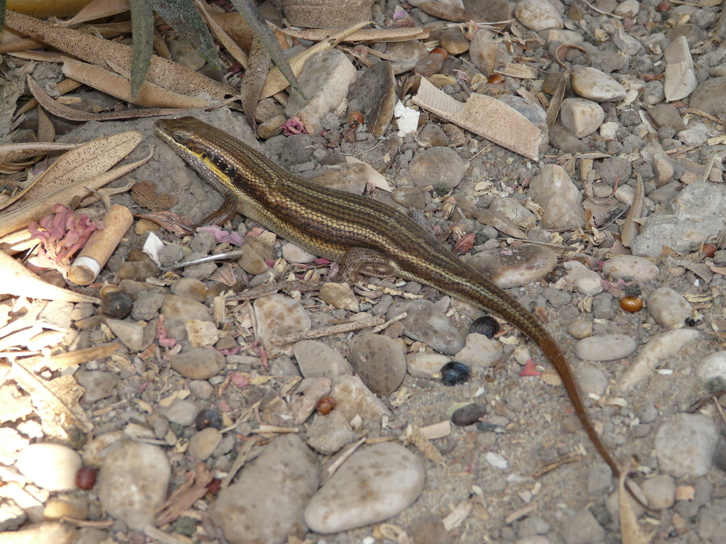 Five-lined Skink
