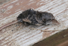Sorex fumeus