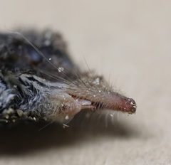 Sorex fumeus