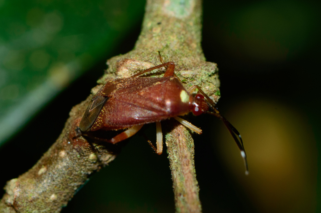 Taedia pernobilis