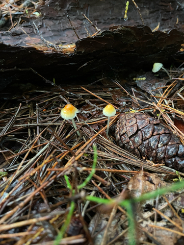 Atheniella aurantiidisca