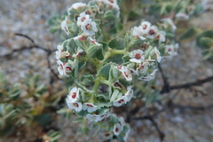 Euphorbia leucophylla