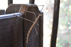 Bactrododema tiaratum