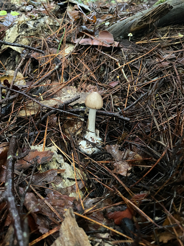 Amanita