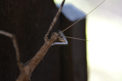 Bactrododema tiaratum