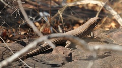 Broadleysaurus major