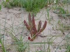 Carpobrotus