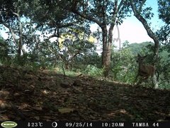 Odocoileus virginianus sinaloae
