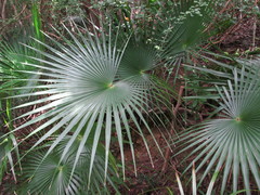 Coccothrinax