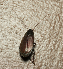 Diploptera punctata
