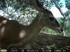 Odocoileus virginianus sinaloae