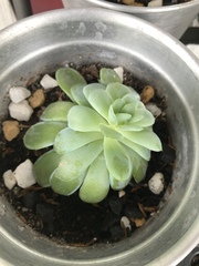 Echeveria elegans