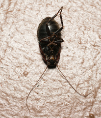 Diploptera punctata