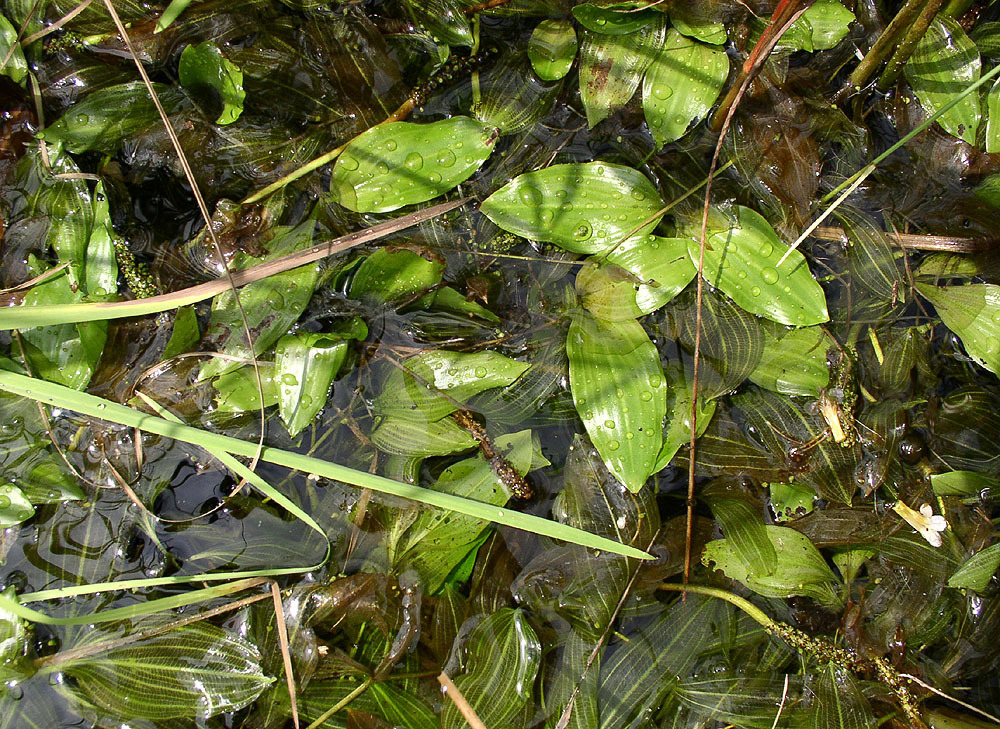 Potamogeton sarmaticus