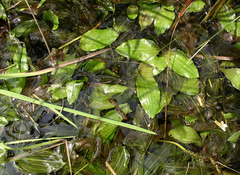 Potamogeton sarmaticus