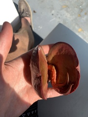 Pelliciera rhizophorae