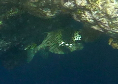 Lactophrys bicaudalis