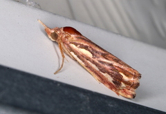 Meyrickella torquesauria