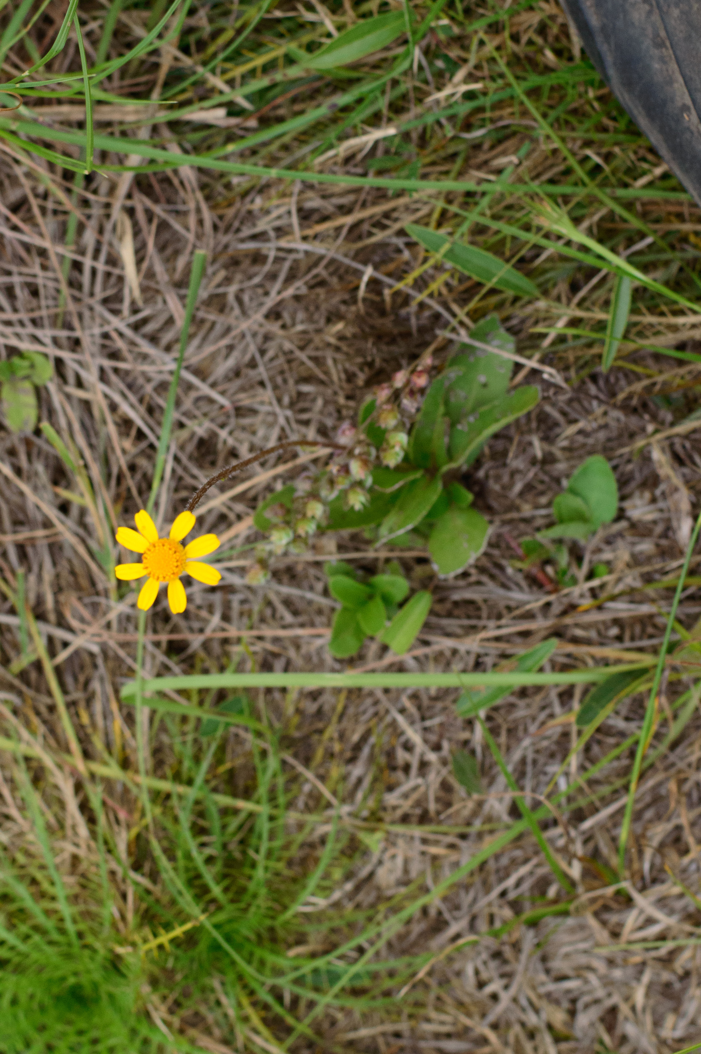 Acmella bellidioides